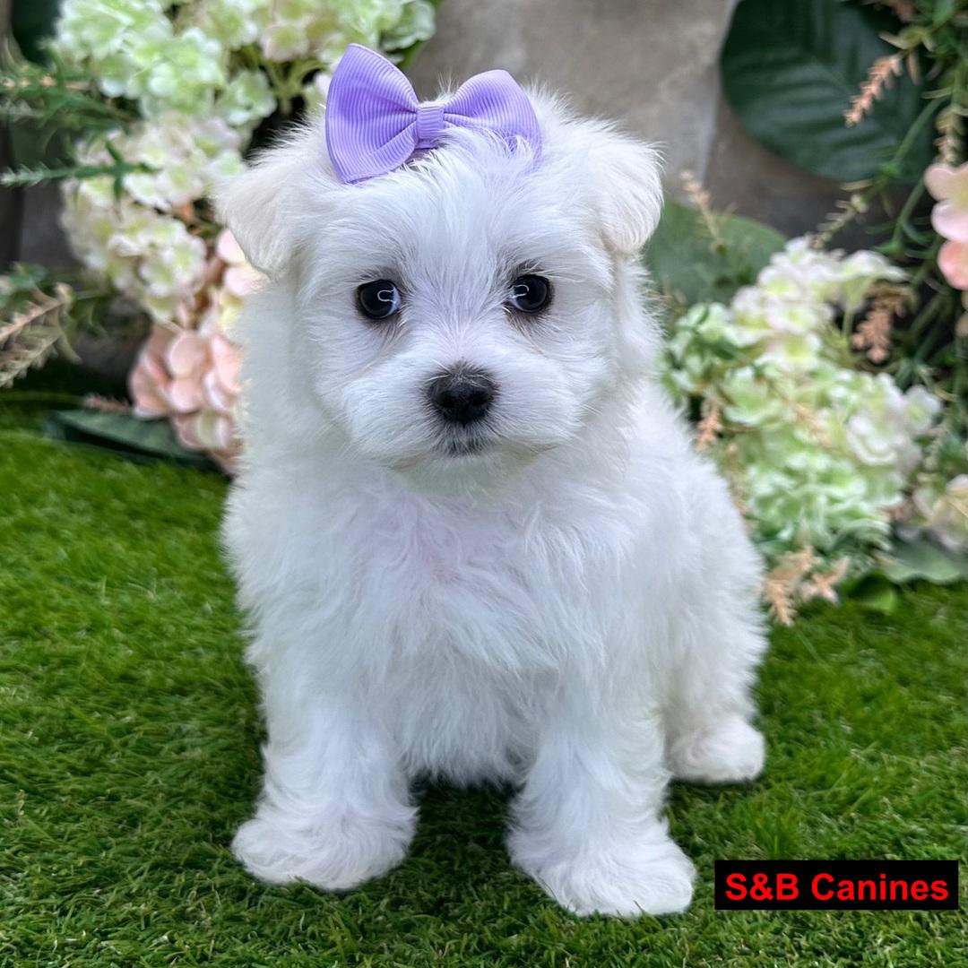 Puppy for Sale